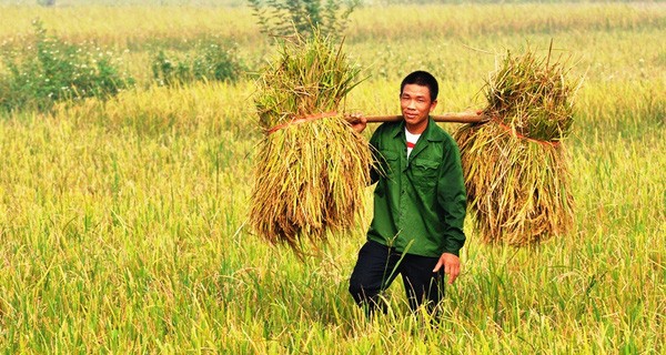 Năm 2017, hạt gạo Việt có giúp nông dân mỉm cười?